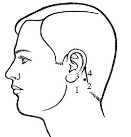 Иллюстрация к книге — Лечение пиявками. Теория и практика гирудотерапии [i_023.jpg]