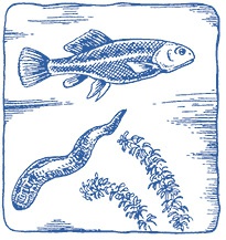 Иллюстрация к книге — Лечение пиявками. Теория и практика гирудотерапии [i_059.jpg]