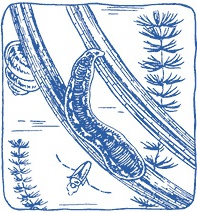 Иллюстрация к книге — Лечение пиявками. Теория и практика гирудотерапии [i_068.jpg]