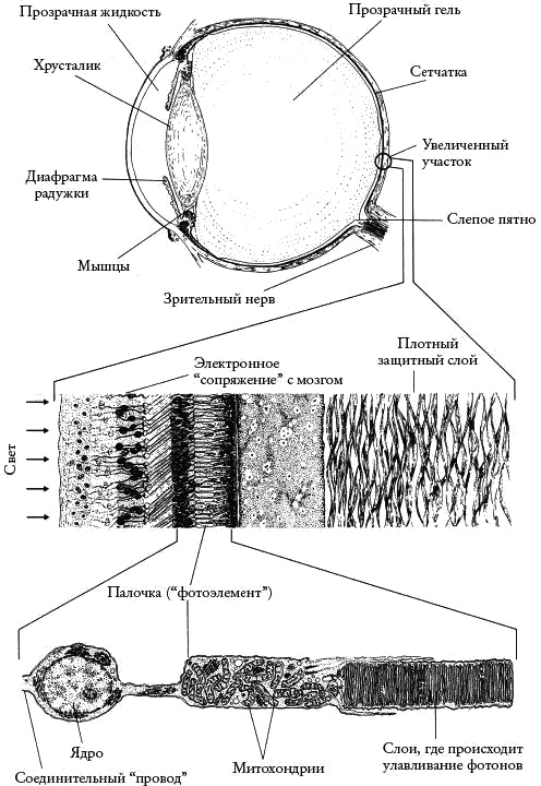 Иллюстрация к книге — Слепой часовщик. Как эволюция доказывает отсутствие замысла во Вселенной [_049.jpg]