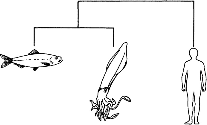 Иллюстрация к книге — Слепой часовщик. Как эволюция доказывает отсутствие замысла во Вселенной [_412.jpg]