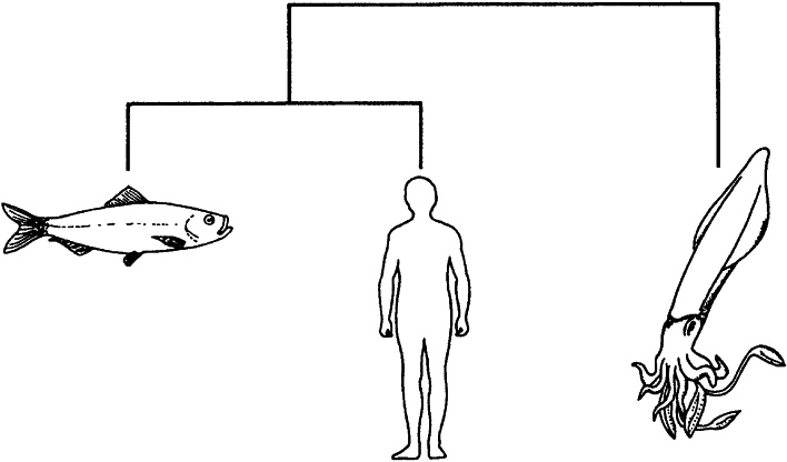 Иллюстрация к книге — Слепой часовщик. Как эволюция доказывает отсутствие замысла во Вселенной [_413.jpg]