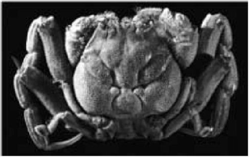 Иллюстрация к книге — Самое грандиозное шоу на Земле. Доказательства эволюции [i_006.jpg]