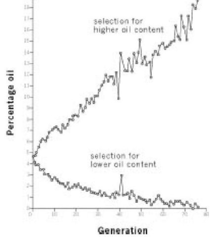 Иллюстрация к книге — Самое грандиозное шоу на Земле. Доказательства эволюции [i_007.jpg]