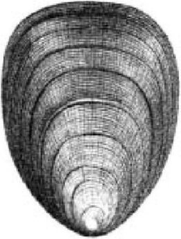 Иллюстрация к книге — Самое грандиозное шоу на Земле. Доказательства эволюции [i_020.jpg]