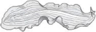 Иллюстрация к книге — Самое грандиозное шоу на Земле. Доказательства эволюции [i_022.jpg]