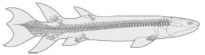 Иллюстрация к книге — Самое грандиозное шоу на Земле. Доказательства эволюции [i_024.jpg]