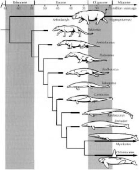 Иллюстрация к книге — Самое грандиозное шоу на Земле. Доказательства эволюции [i_028.jpg]