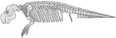 Иллюстрация к книге — Самое грандиозное шоу на Земле. Доказательства эволюции [i_029.jpg]