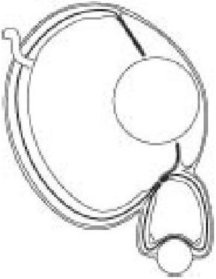 Иллюстрация к книге — Самое грандиозное шоу на Земле. Доказательства эволюции [i_031.jpg]