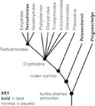 Иллюстрация к книге — Самое грандиозное шоу на Земле. Доказательства эволюции [i_032.jpg]