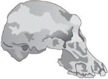 Иллюстрация к книге — Самое грандиозное шоу на Земле. Доказательства эволюции [i_035.jpg]