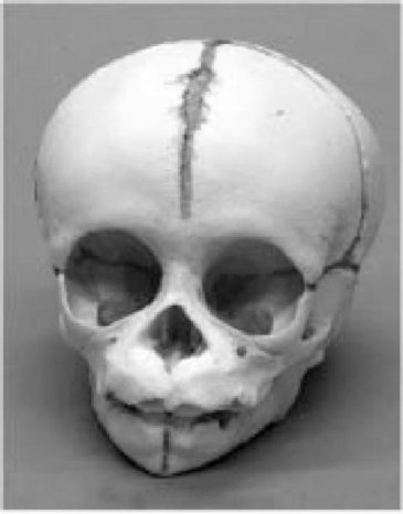 Иллюстрация к книге — Самое грандиозное шоу на Земле. Доказательства эволюции [i_042.jpg]