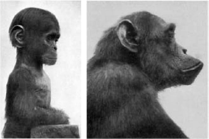 Иллюстрация к книге — Самое грандиозное шоу на Земле. Доказательства эволюции [i_043.jpg]