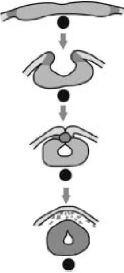 Иллюстрация к книге — Самое грандиозное шоу на Земле. Доказательства эволюции [i_047.jpg]