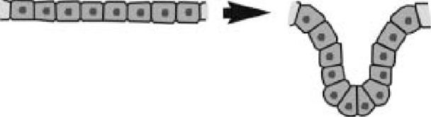 Иллюстрация к книге — Самое грандиозное шоу на Земле. Доказательства эволюции [i_048.jpg]