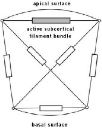 Иллюстрация к книге — Самое грандиозное шоу на Земле. Доказательства эволюции [i_049.jpg]