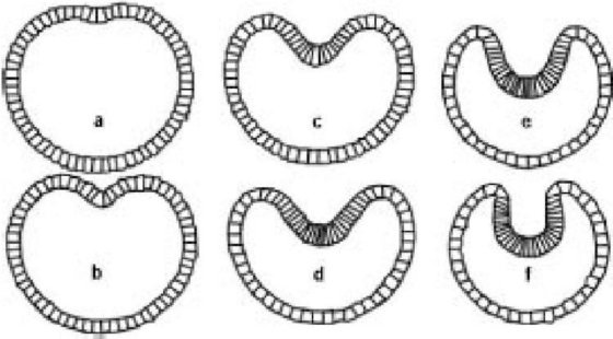 Иллюстрация к книге — Самое грандиозное шоу на Земле. Доказательства эволюции [i_050.jpg]