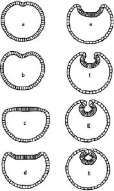 Иллюстрация к книге — Самое грандиозное шоу на Земле. Доказательства эволюции [i_051.jpg]