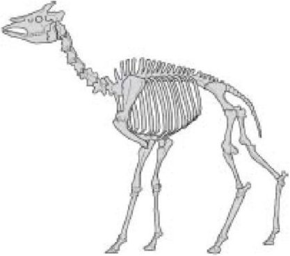 Иллюстрация к книге — Самое грандиозное шоу на Земле. Доказательства эволюции [i_063.jpg]