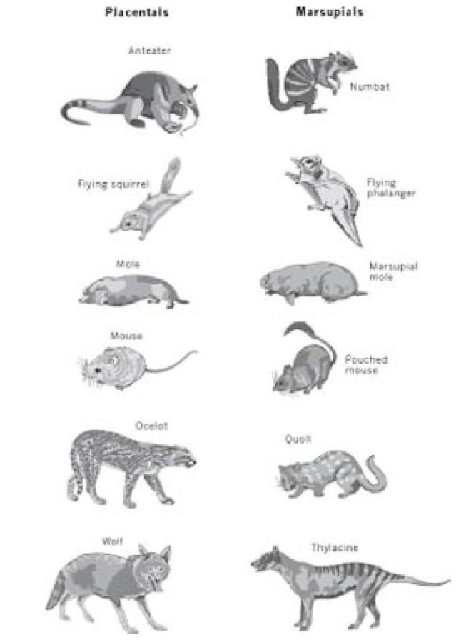 Иллюстрация к книге — Самое грандиозное шоу на Земле. Доказательства эволюции [i_067.jpg]