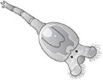 Иллюстрация к книге — Самое грандиозное шоу на Земле. Доказательства эволюции [i_068.jpg]