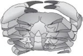 Иллюстрация к книге — Самое грандиозное шоу на Земле. Доказательства эволюции [i_069.jpg]