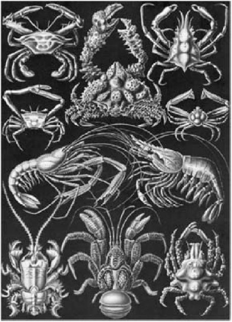 Иллюстрация к книге — Самое грандиозное шоу на Земле. Доказательства эволюции [i_070.jpg]