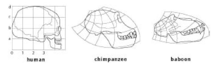 Иллюстрация к книге — Самое грандиозное шоу на Земле. Доказательства эволюции [i_072.jpg]