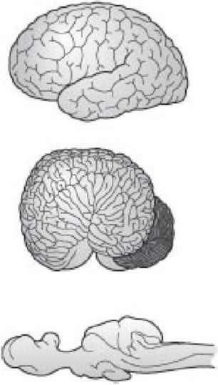 Иллюстрация к книге — Самое грандиозное шоу на Земле. Доказательства эволюции [i_076.jpg]