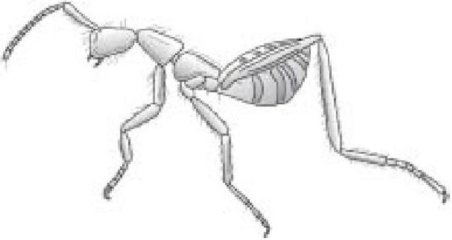 Иллюстрация к книге — Самое грандиозное шоу на Земле. Доказательства эволюции [i_081.jpg]