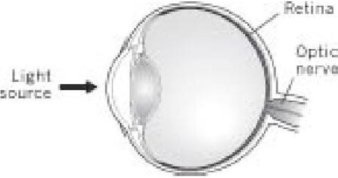 Иллюстрация к книге — Самое грандиозное шоу на Земле. Доказательства эволюции [i_082.jpg]