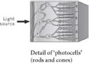 Иллюстрация к книге — Самое грандиозное шоу на Земле. Доказательства эволюции [i_083.jpg]