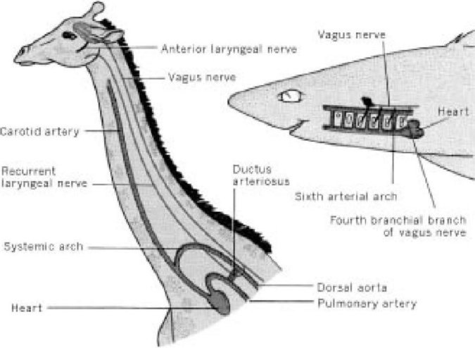 Иллюстрация к книге — Самое грандиозное шоу на Земле. Доказательства эволюции [i_085.jpg]