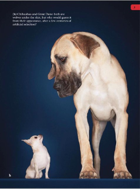 Иллюстрация к книге — Самое грандиозное шоу на Земле. Доказательства эволюции [i_090.jpg]