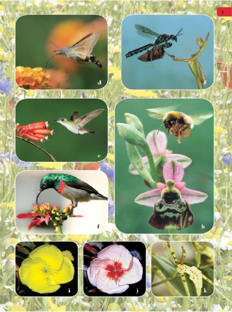 Иллюстрация к книге — Самое грандиозное шоу на Земле. Доказательства эволюции [i_092.jpg]