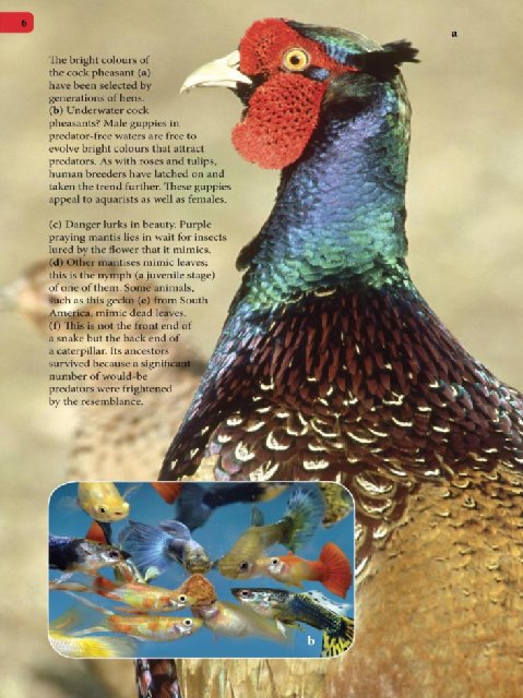 Иллюстрация к книге — Самое грандиозное шоу на Земле. Доказательства эволюции [i_093.jpg]