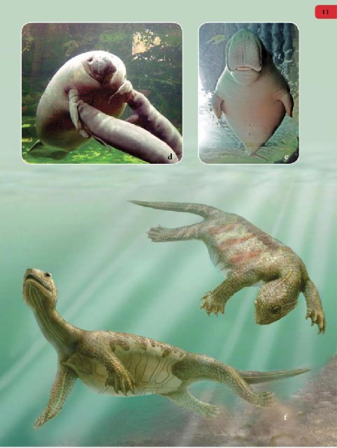 Иллюстрация к книге — Самое грандиозное шоу на Земле. Доказательства эволюции [i_098.jpg]