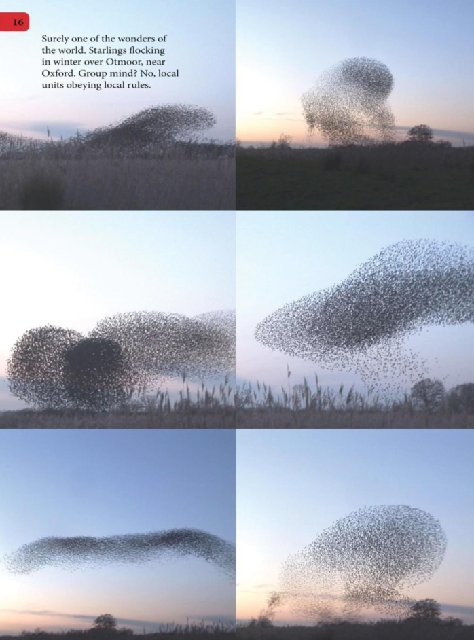 Иллюстрация к книге — Самое грандиозное шоу на Земле. Доказательства эволюции [i_103.jpg]