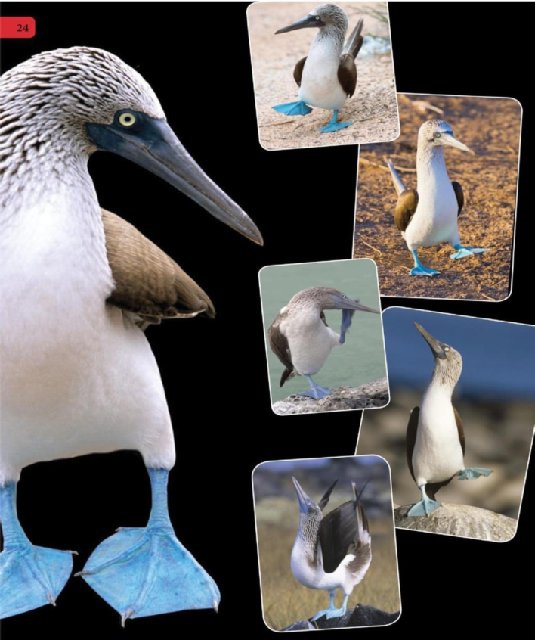 Иллюстрация к книге — Самое грандиозное шоу на Земле. Доказательства эволюции [i_111.jpg]