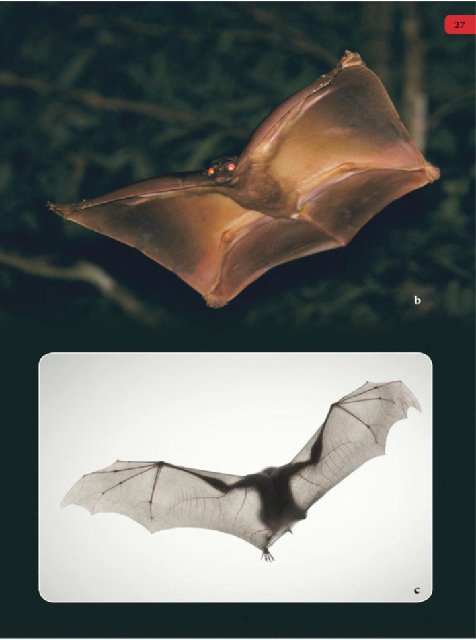 Иллюстрация к книге — Самое грандиозное шоу на Земле. Доказательства эволюции [i_114.jpg]