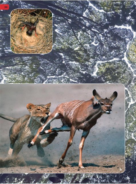 Иллюстрация к книге — Самое грандиозное шоу на Земле. Доказательства эволюции [i_117.jpg]