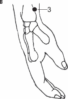 Иллюстрация к книге — Избавиться от боли за 30 секунд! Секретные точки здоровья. Тайны древнего Китая [_88.jpg]