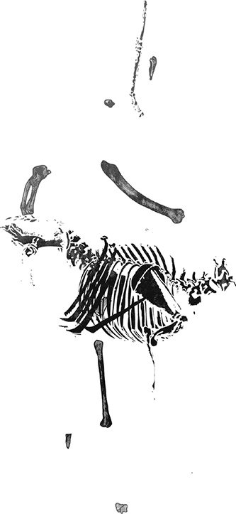 Иллюстрация к книге — Невероятное путешествие мистера Спивета [i_039.jpg]