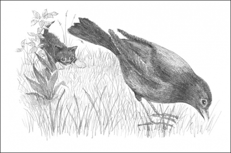 Иллюстрация к книге — Котенок Дымка, или Тайна домика на дереве [_035.jpg]