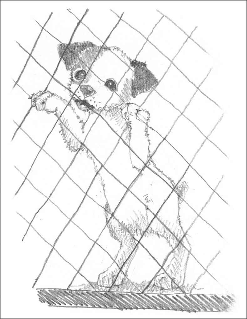 Иллюстрация к книге — Щенок Гарри, или Здравствуй, дом! [_020.jpg]