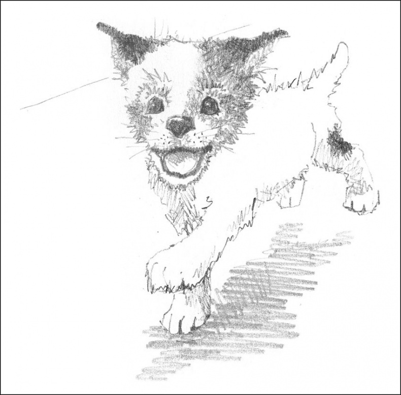 Иллюстрация к книге — Щенок Гарри, или Здравствуй, дом! [_133.jpg]