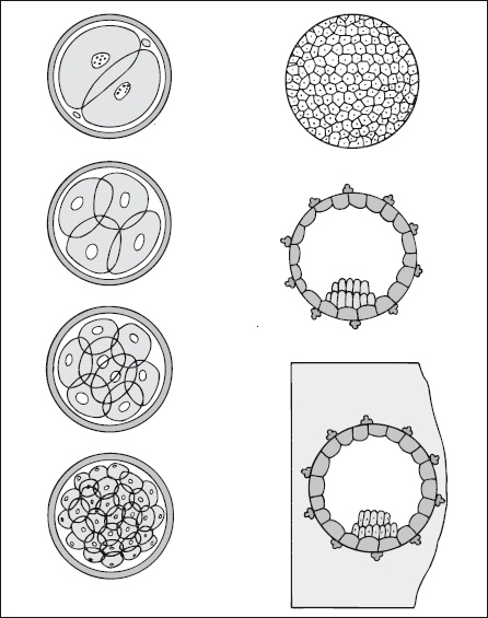 Иллюстрация к книге — Главная российская книга мамы. Беременность. Роды. Первые годы [i_059.jpg]