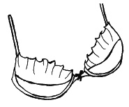 Иллюстрация к книге — Как говорить с дочкой! Самые сложные вопросы. Самые важные ответы [Autogen_eBook_id11.jpg]