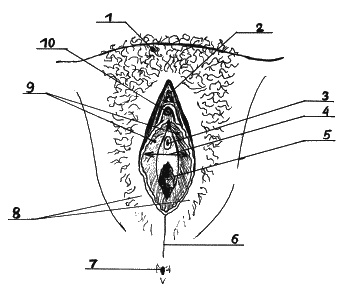 Иллюстрация к книге — Как говорить с сыном. Самые сложные вопросы [_186.jpg]